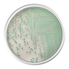 AGAR CROMOGÊNICO TBX. FRASCO 500 G