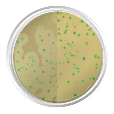 AGAR CROMOGÊNICO LISTERIA BASE (ISO 11290-1). FRASCO 500 G
