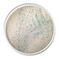 AGAR CROMOGÊNICO M-EI BASE. FRASCO 500 G