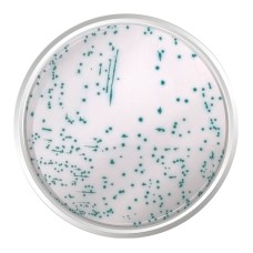 AGAR CROMOGÊNICO MRSA BASE. FRASCO 500 G