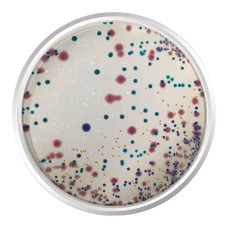 AGAR CROMOGÊNICO INFECÇÕES DO TRATO URINÁRIO (UTIC). FRASCO 500 G
