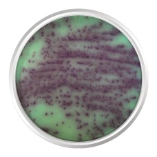 AGAR CROMOGÊNICO PSEUDOMONAS. FRASCO 500 G